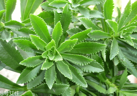 高鈣菜多少錢一斤 高鈣菜的營(yíng)養(yǎng)價(jià)值 高鈣菜多少錢一斤 高鈣菜的營(yíng)養(yǎng)價(jià)值