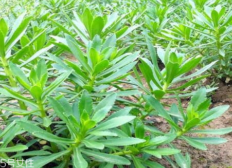 高鈣菜騙局 高鈣菜真的可以補鈣嗎 高鈣菜騙局 高鈣菜真的可以補鈣嗎