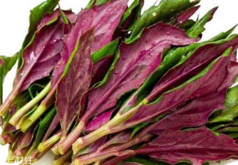 觀音菜有毒嗎 觀音菜吃多了會(huì)中毒嗎 觀音菜有毒嗎 觀音菜吃多了會(huì)中毒嗎