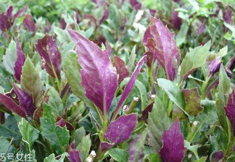 觀音菜有毒嗎 觀音菜吃多了會(huì)中毒嗎 觀音菜有毒嗎 觀音菜吃多了會(huì)中毒嗎