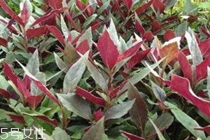 觀音菜什么人不能吃 觀音菜的適用人群 觀音菜什么人不能吃 觀音菜的適用人群