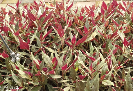 觀音菜不能和什么同食 觀音菜和什么相克 觀音菜不能和什么同食 觀音菜和什么相克