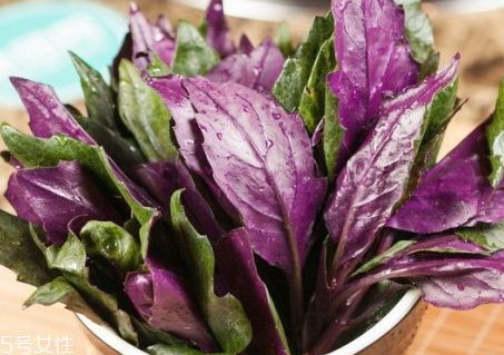 觀音菜不能和什么同食 觀音菜和什么相克 觀音菜不能和什么同食 觀音菜和什么相克