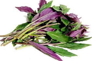 觀音菜不能和什么同食 觀音菜和什么相克 觀音菜不能和什么同食 觀音菜和什么相克