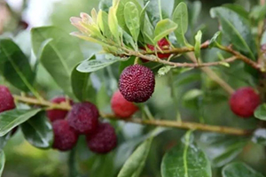 云南楊梅什么時(shí)候成熟？云南楊梅哪里產(chǎn)的