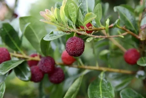 云南楊梅多少錢一斤？云南楊梅好吃嗎