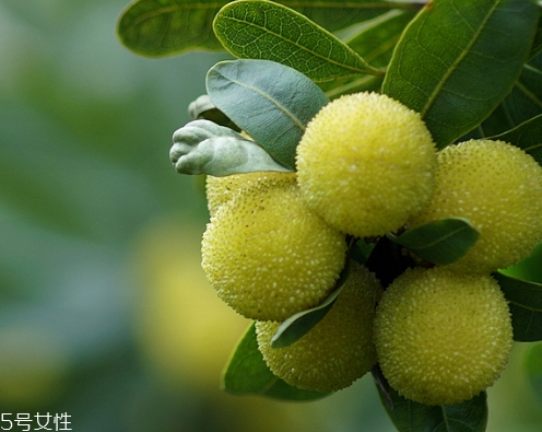 青楊梅的功效與作用 青楊梅多少錢(qián)一斤 青楊梅的功效與作用 青楊梅多少錢(qián)一斤