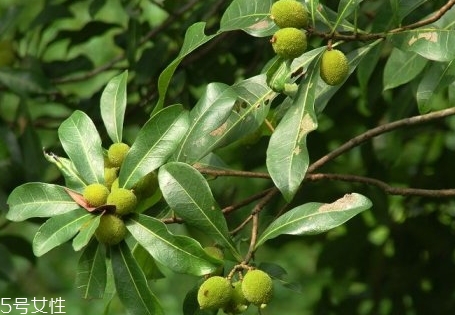 青楊梅的功效與作用 青楊梅多少錢(qián)一斤 青楊梅的功效與作用 青楊梅多少錢(qián)一斤