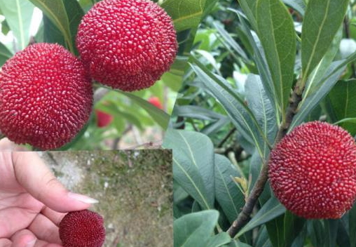 東魁楊梅好吃嗎？東魁楊梅為什么這么火