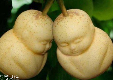 人參果怎么辨別熟不熟 人參果怎樣才是熟了 人參果怎么辨別熟不熟 人參果怎樣才是熟了