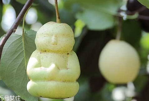 人參果怎么辨別熟不熟 人參果怎樣才是熟了 人參果怎么辨別熟不熟 人參果怎樣才是熟了