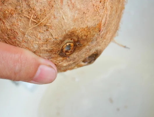 帶拉環(huán)的椰子怎么打開(kāi)？拉環(huán)斷了椰子怎么打開(kāi)