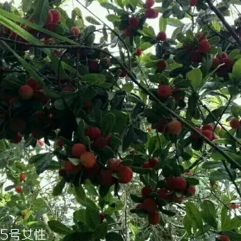 烏酥楊梅多少錢一斤？烏酥楊梅好吃嗎