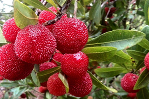 慈溪楊梅什么時候成熟？慈溪楊梅多少錢一斤