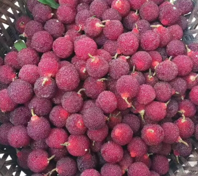 慈溪楊梅什么時候成熟？慈溪楊梅多少錢一斤