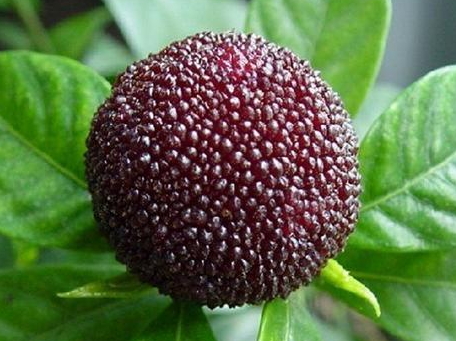 慈溪楊梅什么時候成熟？慈溪楊梅多少錢一斤