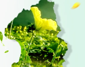 廣源良菜瓜水好用嗎？廣源良菜瓜水怎么用