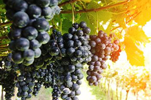 黑提是酸性還是堿性？黑提是堿性嗎