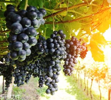 黑提是葡萄嗎？黑提和葡萄的區(qū)別