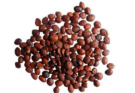 酸棗仁一次吃多少克 酸棗仁吃多了會(huì)怎么樣 酸棗仁一次吃多少克 酸棗仁吃多了會(huì)怎么樣