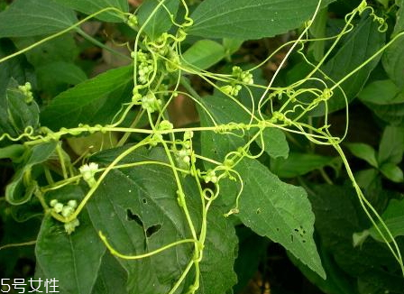 菟絲子多少錢一斤 菟絲子選購(gòu)技巧 菟絲子多少錢一斤 菟絲子選購(gòu)技巧