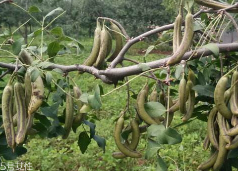 豬牙皂是什么 豬牙皂的用途 豬牙皂是什么 豬牙皂的用途