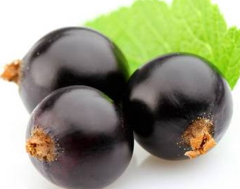 黑提是黑加侖嗎？黑提和黑加侖的區(qū)別