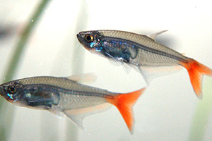 紅尾魚怎么做好吃？紅尾魚的做法大全