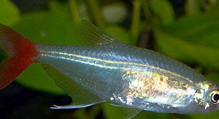 紅尾魚怎么做好吃？紅尾魚的做法大全