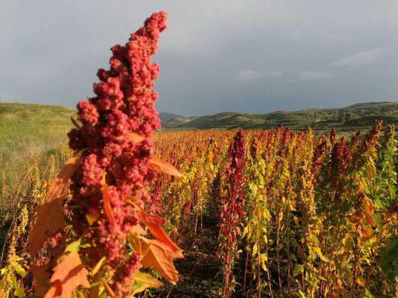 紅藜麥的功效與作用 紅藜麥怎么吃煮粥 紅藜麥的功效與作用 紅藜麥怎么吃煮粥