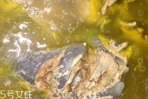 烏骨雞是烏雞嗎？烏骨雞是什么雞？