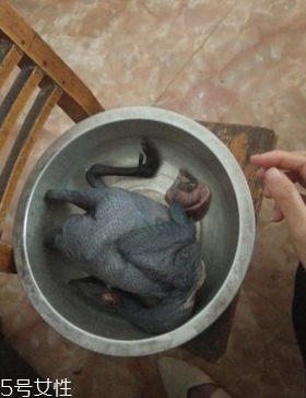 烏骨雞是烏雞嗎？烏骨雞是什么雞？