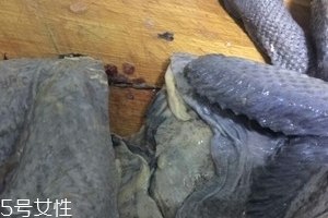 烏雞下奶嗎？烏雞怎么吃下奶？