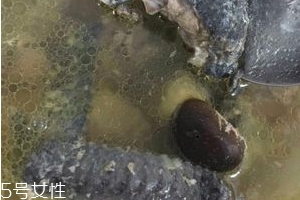 烏雞是發(fā)物嗎？烏雞屬于發(fā)物嗎？