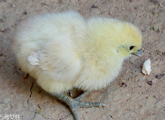 烏雞是發(fā)物嗎？烏雞屬于發(fā)物嗎？