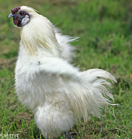 烏雞是發(fā)物嗎？烏雞屬于發(fā)物嗎？