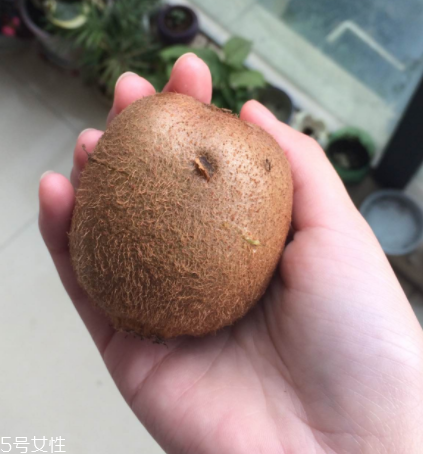 綠心獼猴桃怎么催熟？綠心獼猴桃的催熟方法