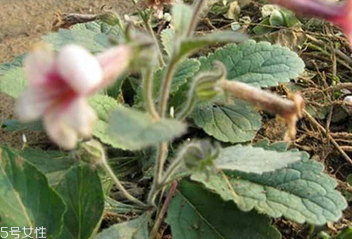 生地什么時候采收 生地的采收時間 生地什么時候采收 生地的采收時間