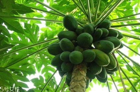 番木瓜可以豐胸嗎 哪種木瓜可以豐胸 番木瓜可以豐胸嗎 哪種木瓜可以豐胸