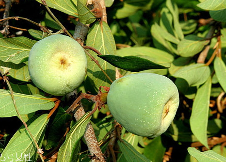 薜荔果怎么做涼粉 薜荔果的吃法 薜荔果怎么做涼粉 薜荔果的吃法