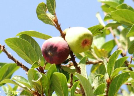 薜荔果怎么做涼粉 薜荔果的吃法 薜荔果怎么做涼粉 薜荔果的吃法