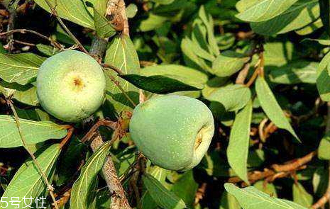 薜荔果泡酒方法 薜荔果泡酒功效 薜荔果泡酒方法 薜荔果泡酒功效