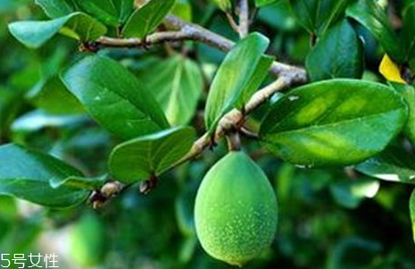 薜荔果泡酒方法 薜荔果泡酒功效 薜荔果泡酒方法 薜荔果泡酒功效