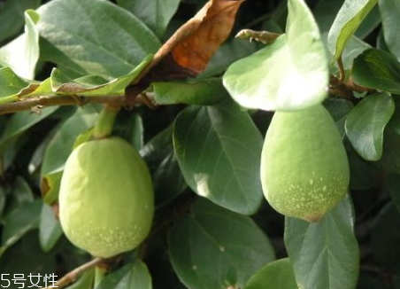 薜荔果多少錢一斤 薜荔果哪里有賣 薜荔果多少錢一斤 薜荔果哪里有賣