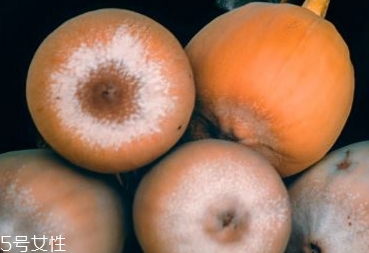 薜荔果多少錢一斤 薜荔果哪里有賣 薜荔果多少錢一斤 薜荔果哪里有賣