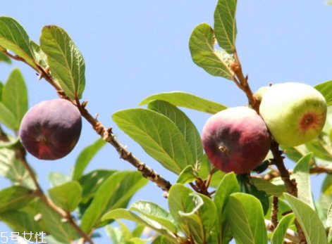 木蓮果怎么吃 木蓮果可以生吃嗎 木蓮果怎么吃 木蓮果可以生吃嗎