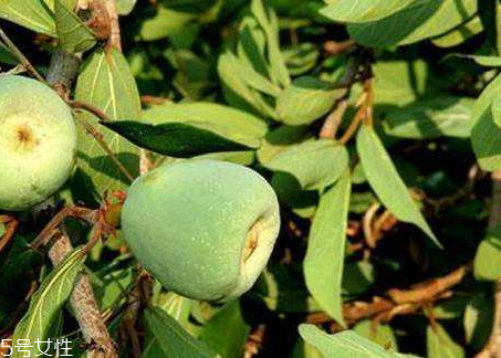 木蓮果和薜荔果的區(qū)別 木蓮果的成熟時(shí)間 木蓮果和薜荔果的區(qū)別 木蓮果的成熟時(shí)間