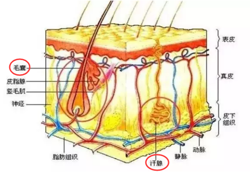 冰點(diǎn)脫毛后還會(huì)長(zhǎng)嗎 冰點(diǎn)脫毛能維持多久 冰點(diǎn)脫毛后還會(huì)長(zhǎng)嗎 冰點(diǎn)脫毛能維持多久