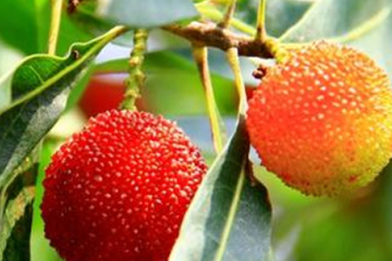 烏酥楊梅什么時候成熟？烏酥楊梅的產地