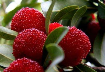 烏酥楊梅什么時(shí)候成熟？烏酥楊梅的產(chǎn)地